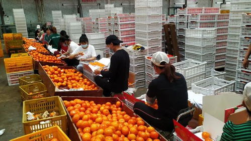 二、国内代工厂大盘点