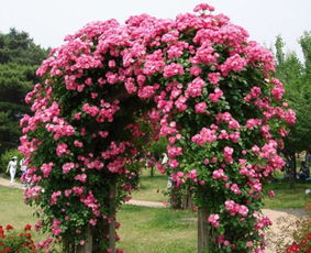 庭院阳台的美丽守护者：无刺藤本月季品种大盘点