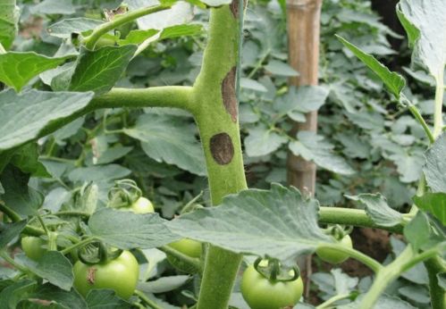 果树病虫害防治， 得抓住时机