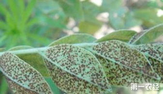 一、 锈病症状的类型