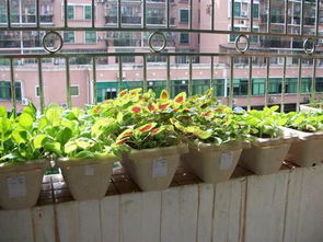 今天给大家介绍下三月份在南方和北方适合种的蔬菜