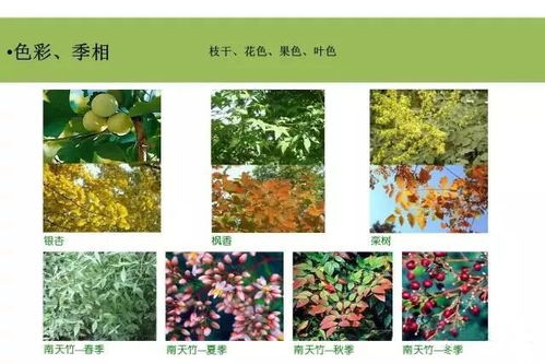 灌木的纽带作用