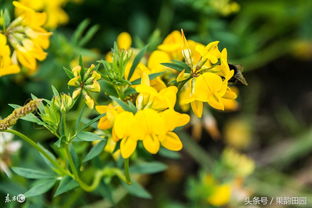 三大速生草王对比表