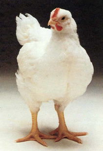 肉鸡中暑风机坏了怎么办？有没有什么特效药可以缓解中暑症状？