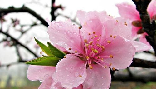 桃花的心思，你懂吗？