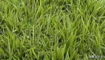 结缕草：适应嫩力强， 夏季青绿