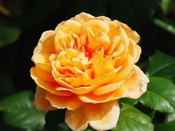 粉色达芬奇：淡雅的甜香