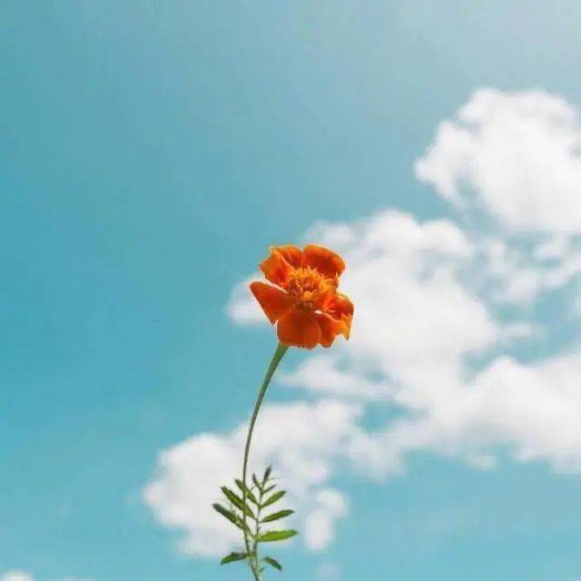 米兰花语：美丽中蕴含深情