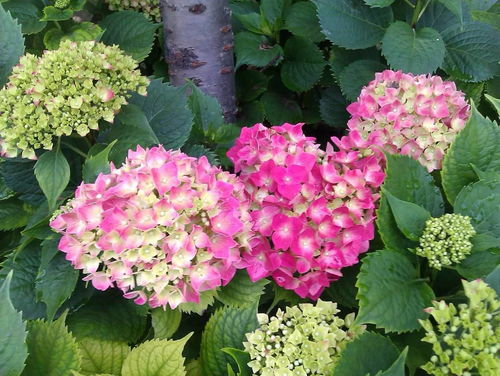 绣球花无毒，孕妇安心养花