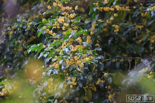 桂花除了吃，还有啥用呢？