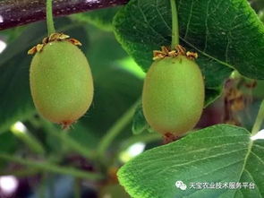 猕猴桃花果期管理，关注花期、果期关键技术