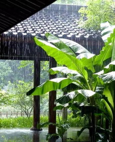 雨打芭蕉，凄凉意境