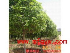 桂花树苗的购买指南