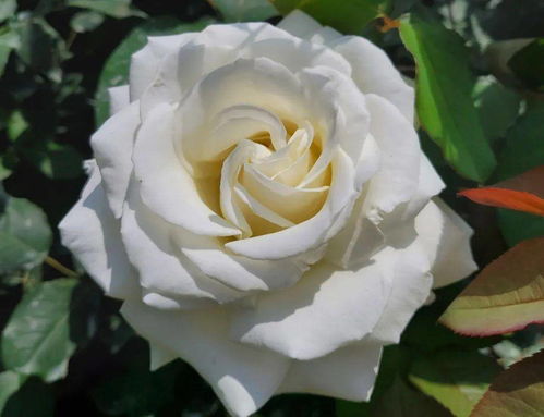 品种特殊？还是纯属巧合？