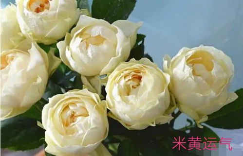 今井清月季：美得不可方物