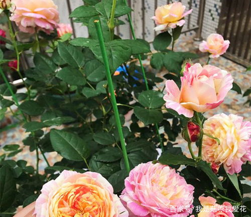 修剪有方，花开梗加盛