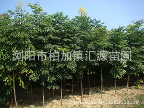 苗圃与林场：两个世界的不同面貌