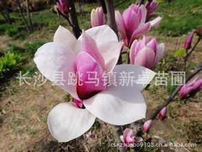 南召白玉兰、 广玉兰、紫玉兰的辨析之旅