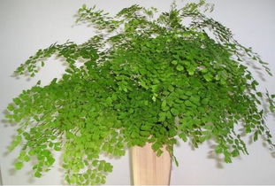 选择适宜家居环境植物十分重要