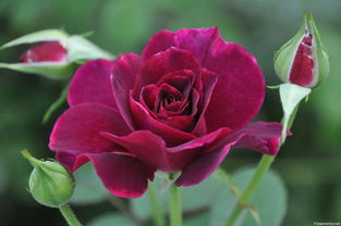 蔷薇月季种植入门指南