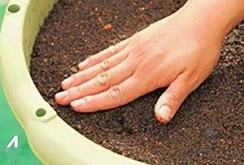 缸豆种子播种全攻略