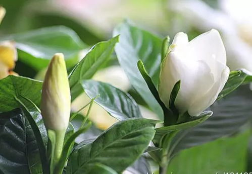 栀子花不开花或掉花苞，探究原因及解决方法