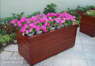 花箱里的绿色宝贝：适合种植的植物大盘点