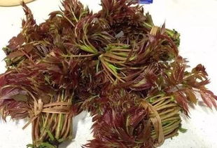 香椿树花爆红，爆款花卉新宠
