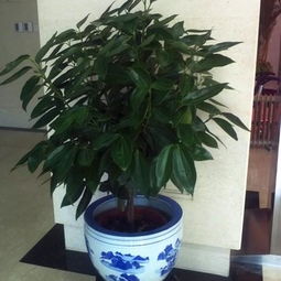 发财树品种繁多，赏心悦目图鉴集