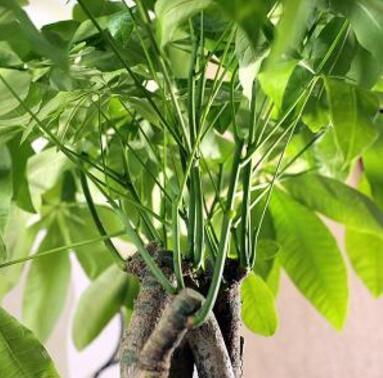 春季花卉修剪：4~5月剪发财树
