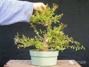 矮霸冬青盆景：十年的精品养成记