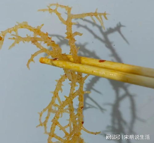 龙须菜，形似细长绿色藻类