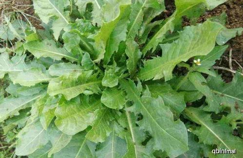 荆菜与罗勒相似，但你知道它们在味道和用途上的区别吗