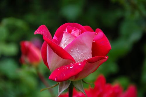 18朵玫瑰花的寓意与花语深度解析，探索浪漫传递之道