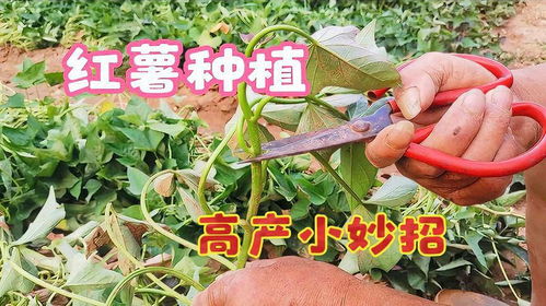 红薯修剪的最佳时间和方法是怎样的