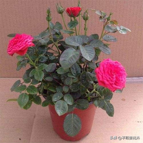 产地价格， 实惠又美丽