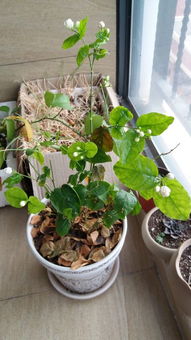 龙吐珠叶子掉落，是不是要死了？