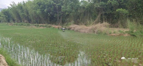 小区树木喷药， 住户影响