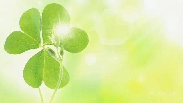 四叶草的吉祥之意和神秘传说究竟蕴含着怎样的神奇力量