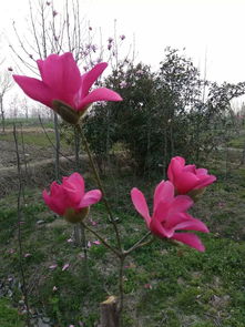 1. 红色迎春花