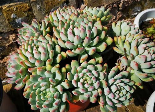 多肉植物掉叶子怎么办？如何挽救