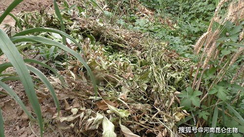 白术种植，注意事项