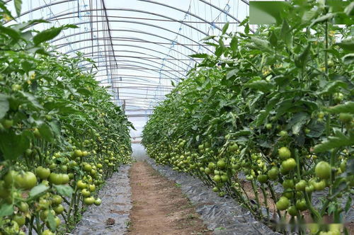 不打农药，产量会低吗？