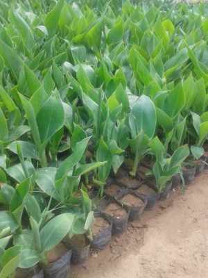 美人蕉的营养价值