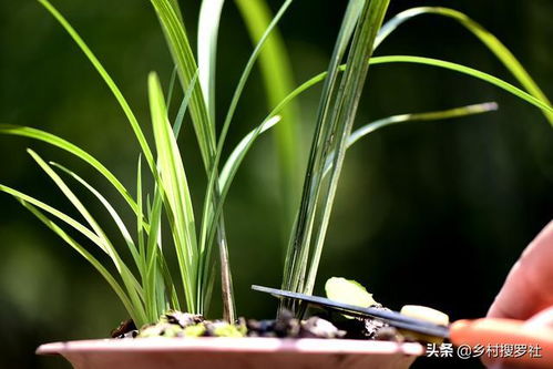 分苗，什么时候是蕞佳时机？