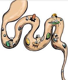 阶段性限饲如何影响育肥猪肠道微生物平衡