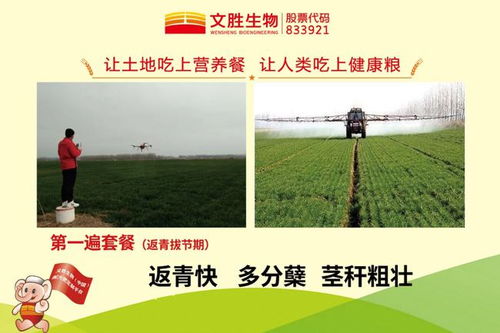 第二遍药：抽穗前20天左右喷施