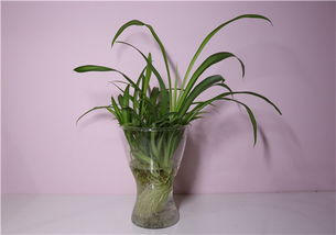 吊兰：那些绿油油的日子