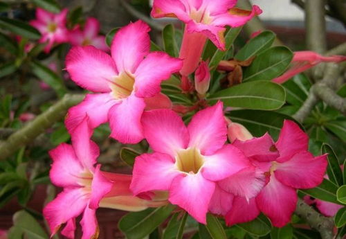 沙漠玫瑰叶背现紫，神秘色彩引爆花卉市场！