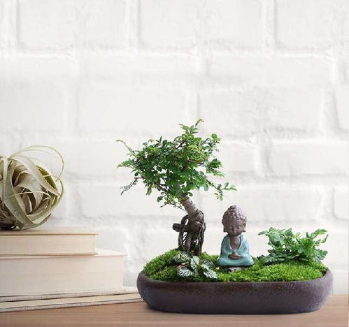 榕树盆景的养护